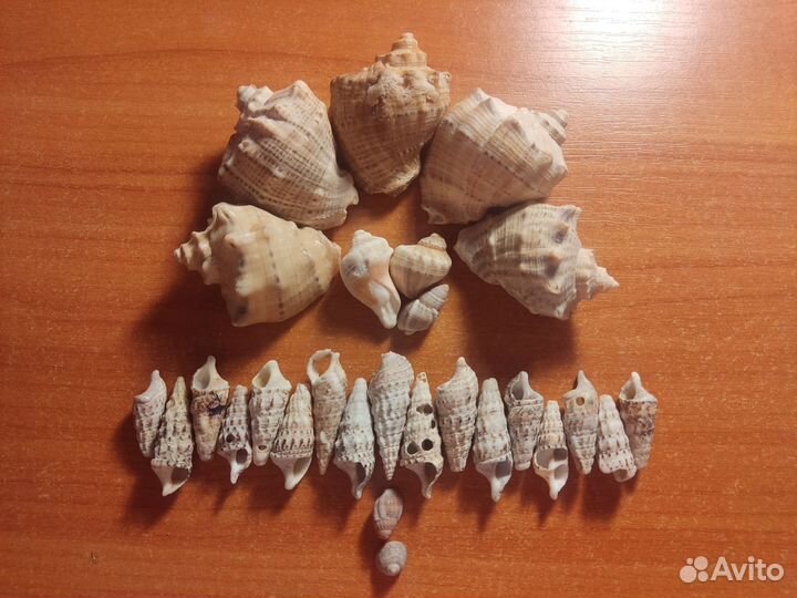 Морские ракушки раковины звезда