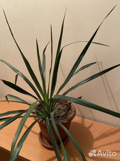 Юкка рекурвифолия