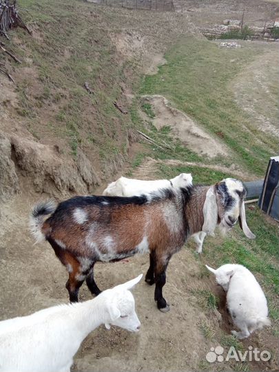 Козёл нубийский