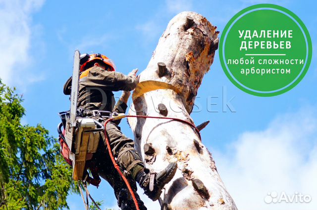 Вырубка, обрезка и удаление деревьев в Коломне