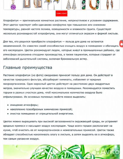 Хлорофитум