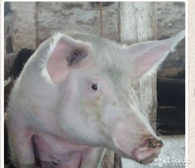 Поросята Дюрок Ландрас.Подрощенные.На племя, мясо