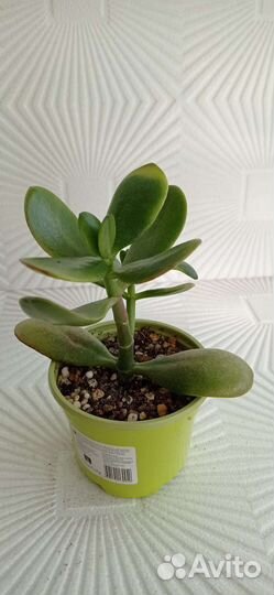 Суккуленты