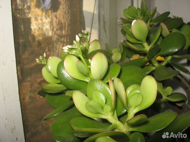 Денежное дерево - монетница