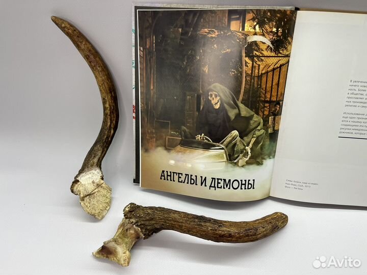 Рога молодого лося