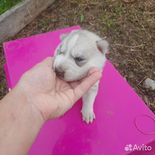 Щенок хаски