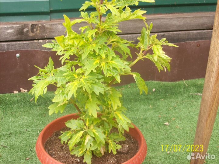 Колеусы разные