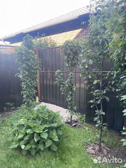 Яблони 3 шт сразу