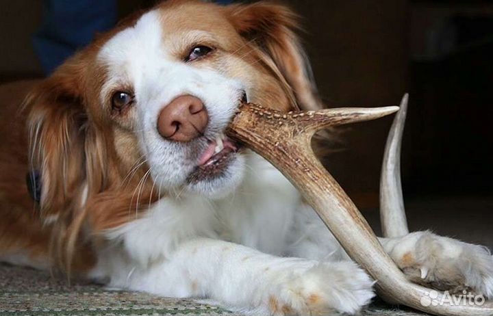 Рога оленя и лося для собак