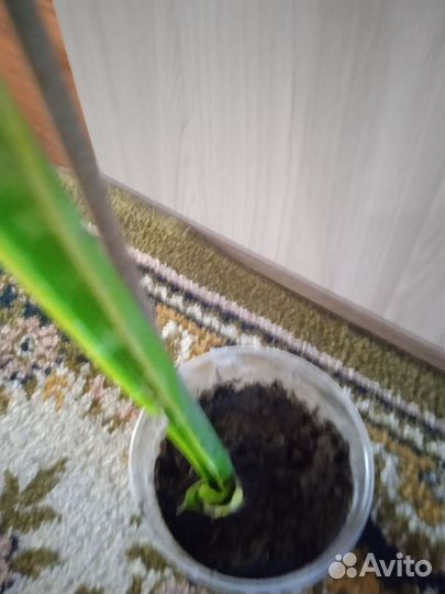 Сансевиерия