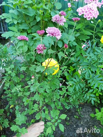 Хризантема кустовая