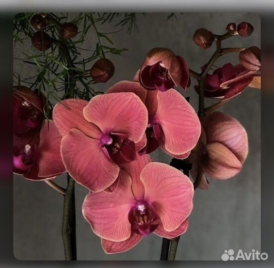 Орхидея фаленопсис