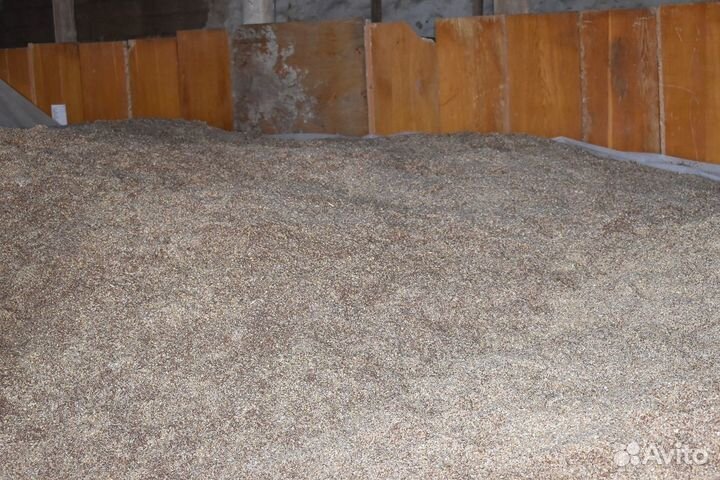 Лён масличный