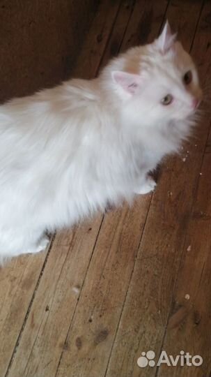 Котик Котя