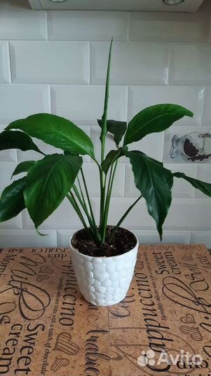 Комнатные цветы