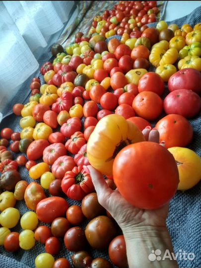 Семена помидоров томатов