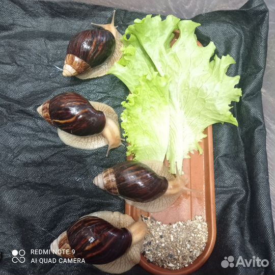 Улитки ахатины