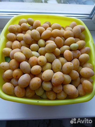 Слива садовая желтая