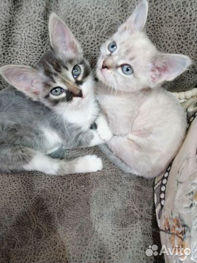 Кошки бесплатно