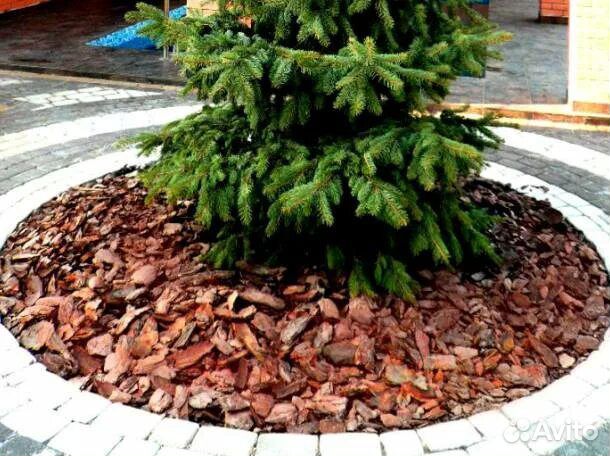 Кора от сосны