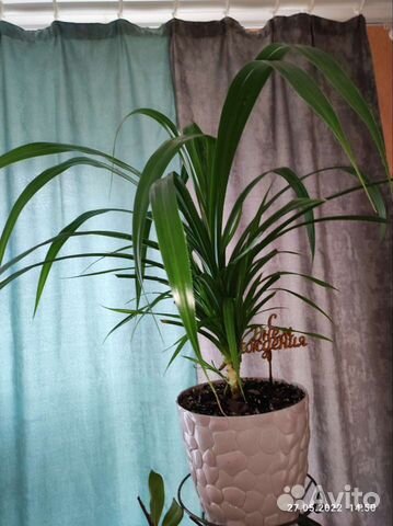 Пальма панданус