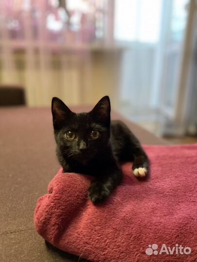 Котик ищет дом