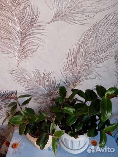 Блоссфельдианы комнатные растения