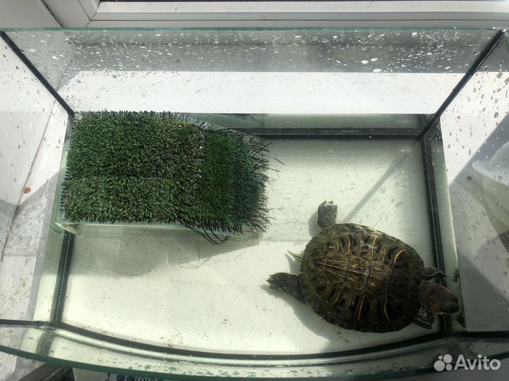 Красноухая черепаха