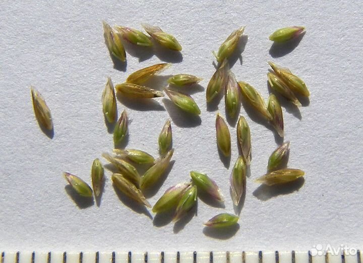 Семена мятлик луговой для газона