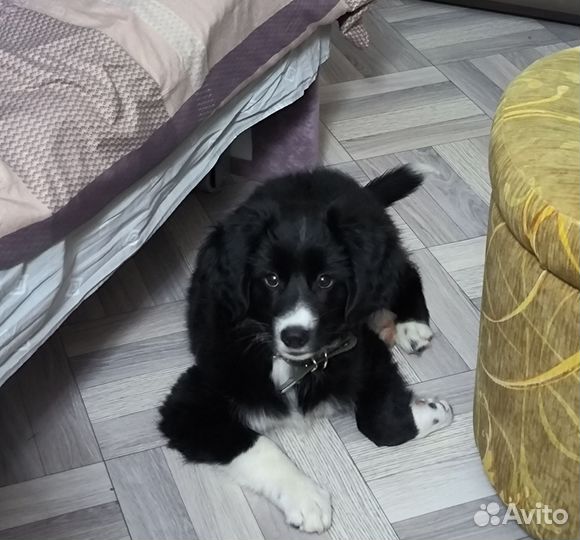 Щенок в добрые руки