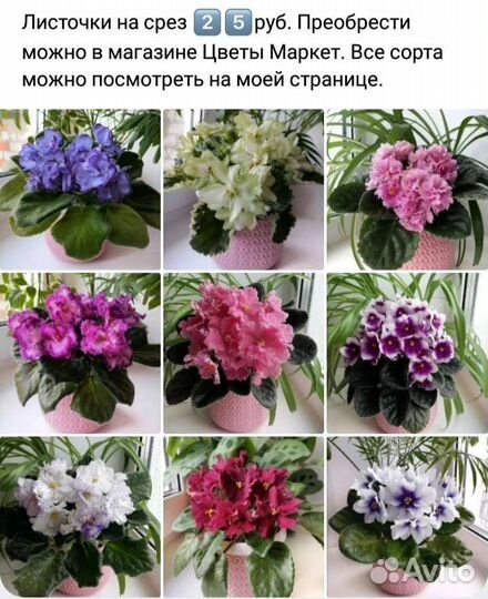 Сортовые фиалки