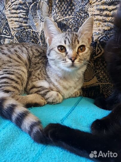 Котенок мальчик бесплатно