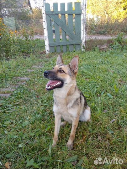 Собаку предели