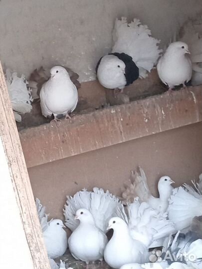 Голуби павлины