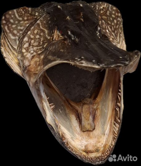 Рыба, чучело щуки