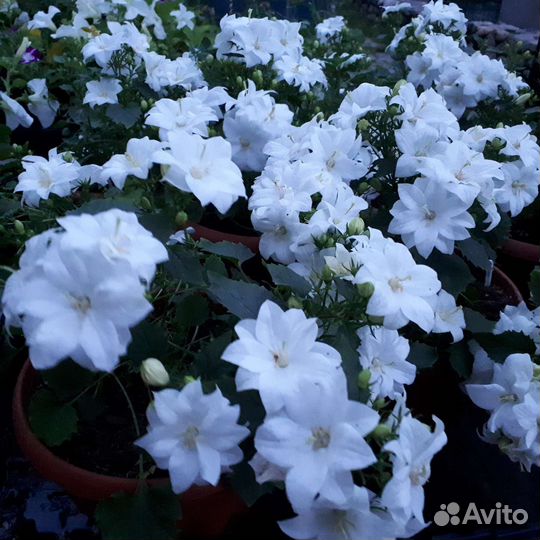 Кампанула махровая невеста