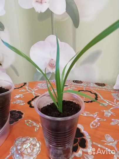 Комнатное растение панданус (пальма)