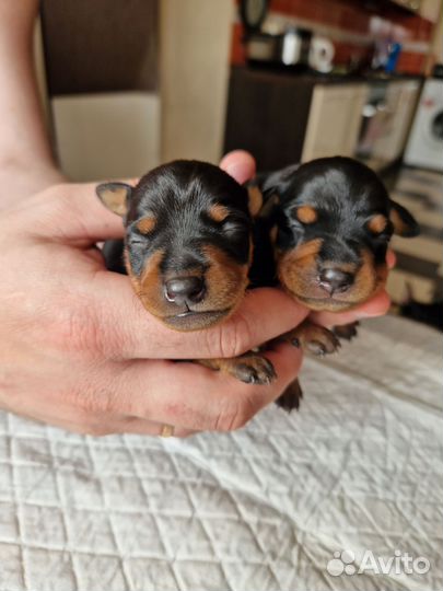 Щенки цвергпинчера