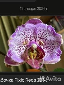 Орхидея I-Hsin Pixie Reds -'225'(бабочка)