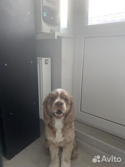 Собака спаниель