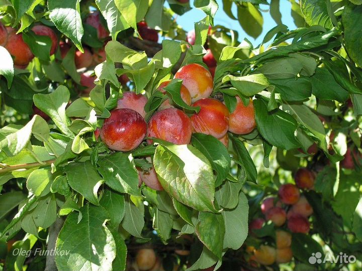 Слива Уссурийская (саженцы) неукрывная