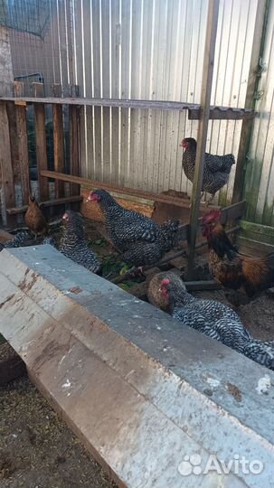 Куры молодки