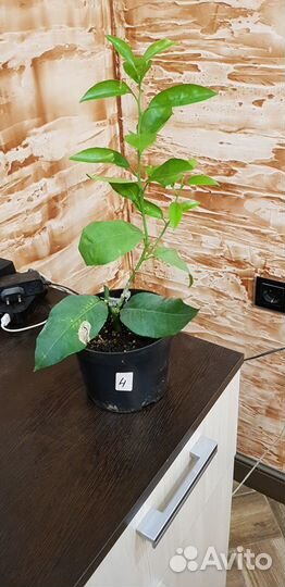 Кардамон, Мирт и прочее