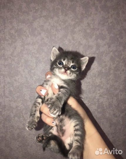 Котятки в добрые руки