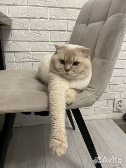Шотландский кот для вязки