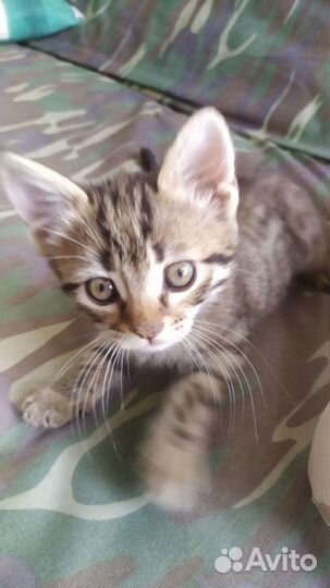 Отдам в добрые руки