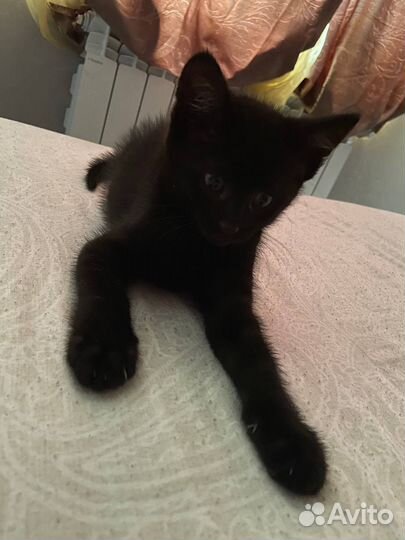 Кот в добрые руки