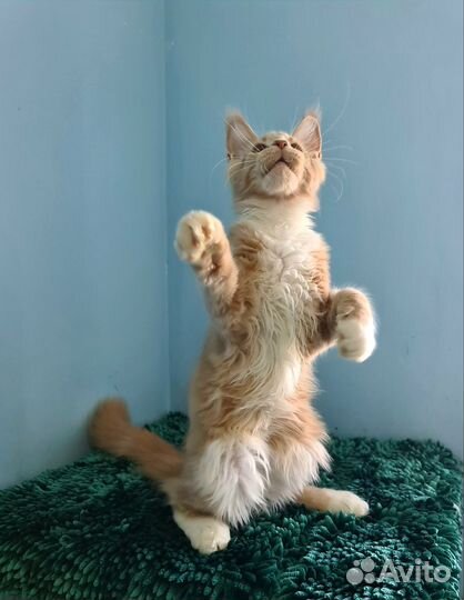 Кистявый красавчик