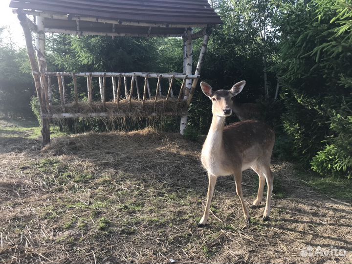Европейская лань