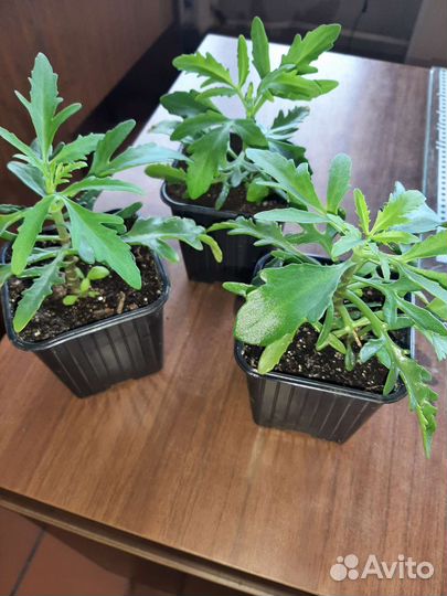 Комнатные цветы